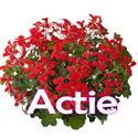 Afbeelding van Geranium Hang P12 Actie Balkon rood